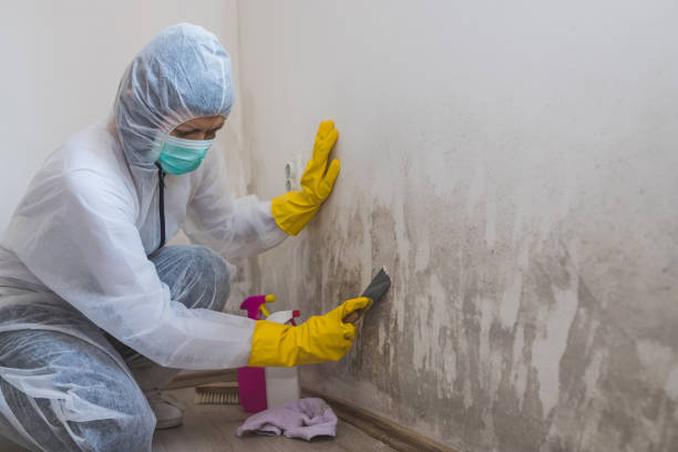 Best Industrial Mold Remediation in San Andreas, CA