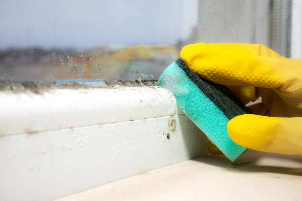 Best Crawl Space Mold Remediation in San Andreas, CA