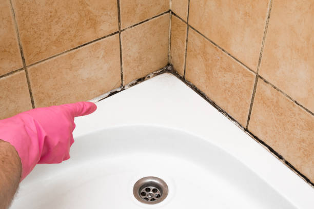 Best Commercial Mold Remediation in San Andreas, CA